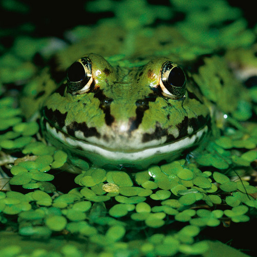 Amphibienschutz-frosch