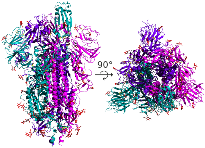 Struktur der Spike Proteine im Detail - hier sieht man die Faltungen