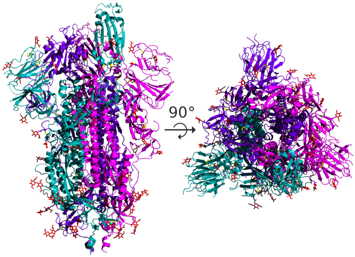 Structure of the spike proteins in detail - here you can see the folding