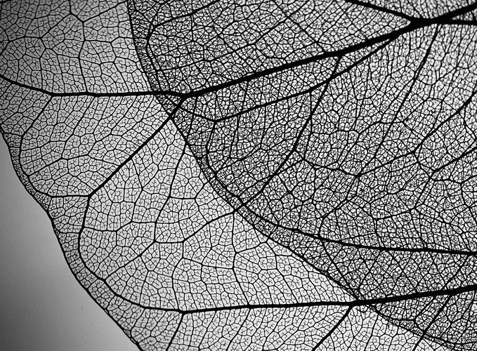 texture of a leaf