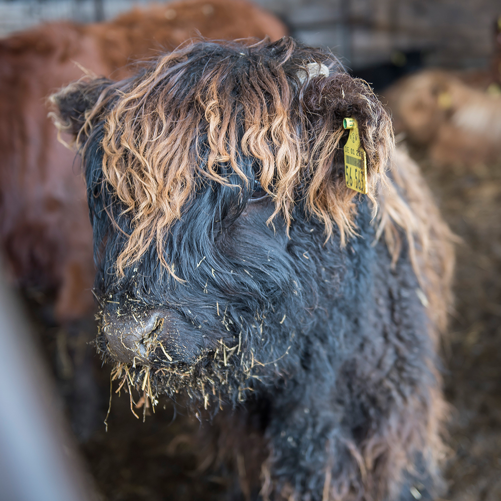 One of Tobias Carstens' cattle